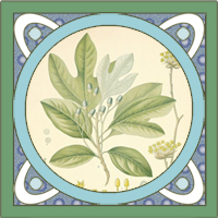 Sassafras